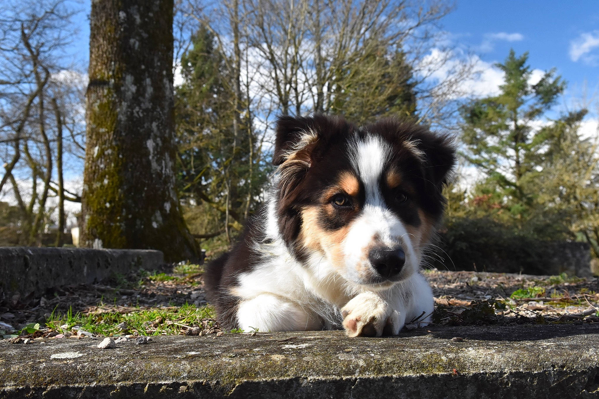 Powel participe au concours pour gagner de l'argent avec cette photo : australian_collie, australian_shepherd, border_collie, canidae, carnivore, companion_dog, dog, dog_breed, english_shepherd, herding_dog, mammal, miniature_australian_shepherd, sporting_group, tornjak, vertebrate, welsh_sheepdog, working_dog