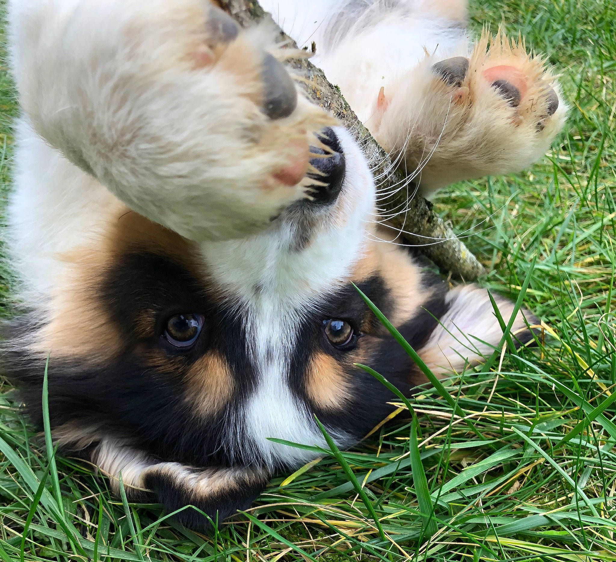 Powel participe au concours pour gagner de l'argent avec cette photo : canidae, carnivore, fur, grass, nose, plant, puppy, snout, whiskers