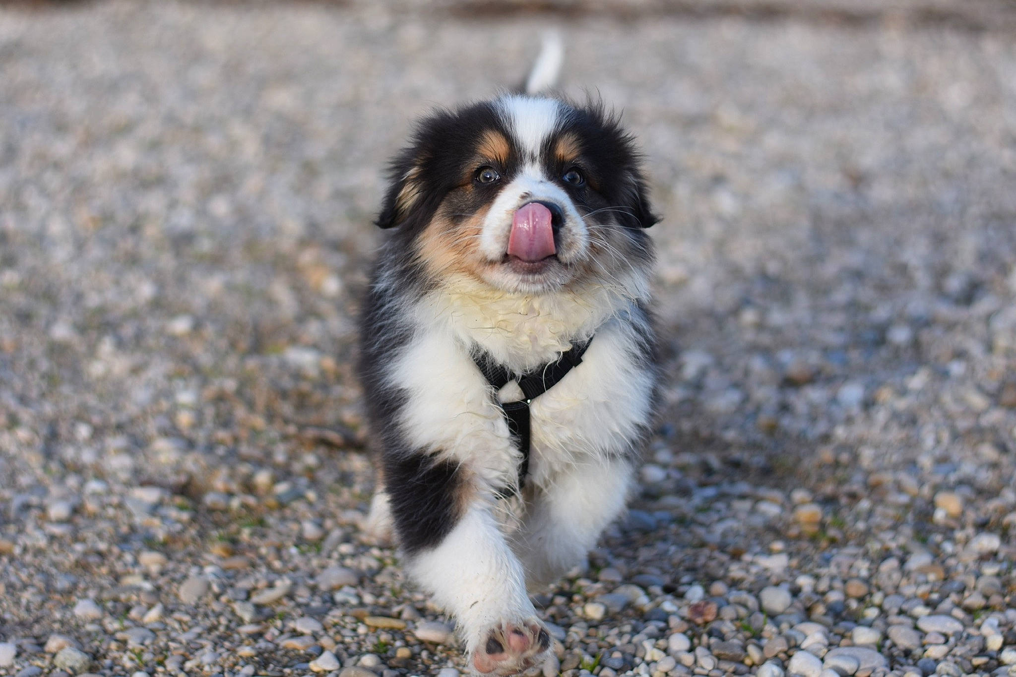 Powel a rejoint le concours — aidez-le/la à gagner de superbes lots ! australian_collie, australian_shepherd, canidae, carnivore, companion_dog, dog, dog_breed, mammal, miniature_australian_shepherd, puppy, rare_breed_dog, sporting_group, vertebrate