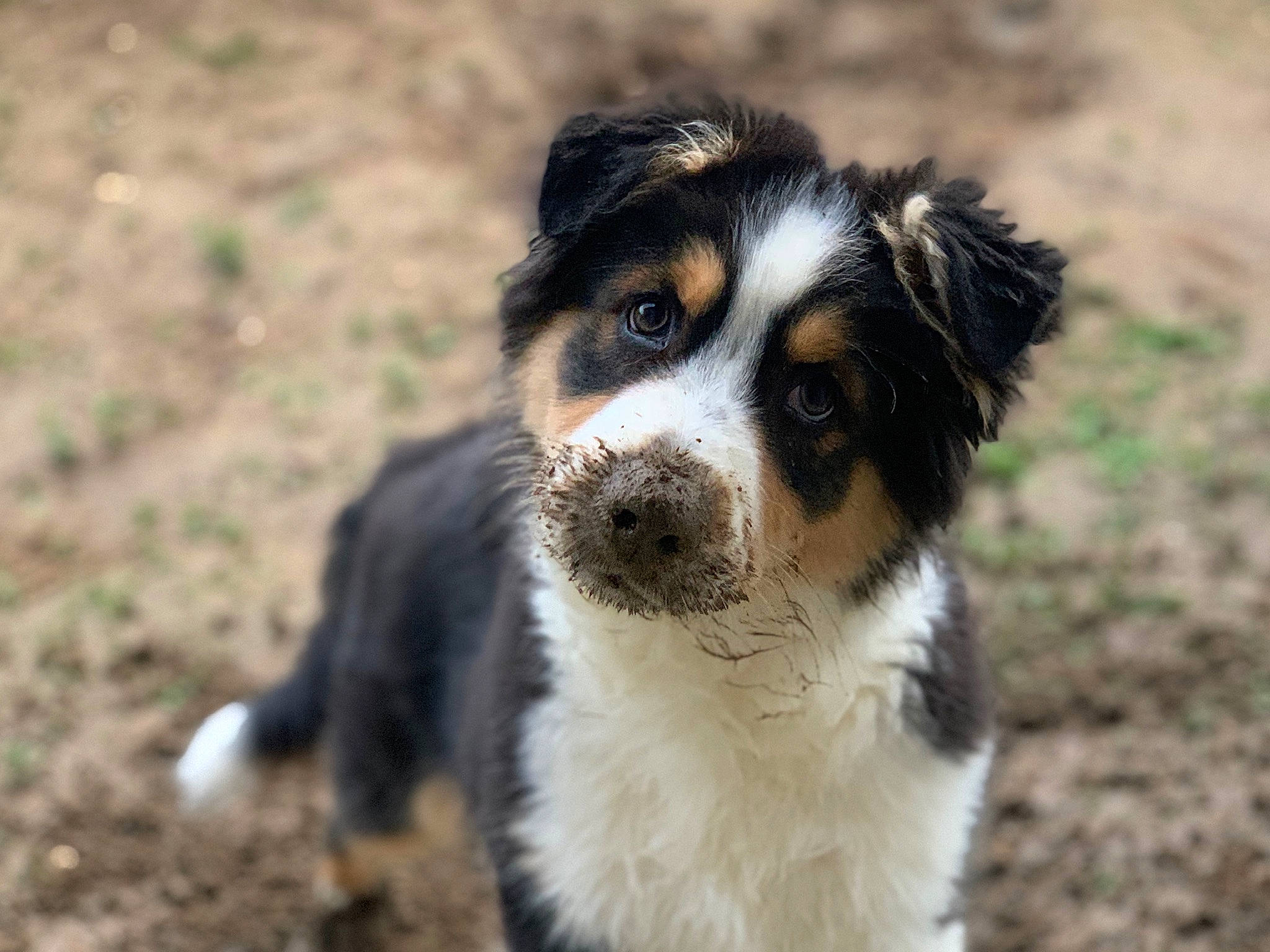 Powel participe au concours pour gagner de l'argent avec cette photo : australian_collie, australian_shepherd, border_collie, canidae, carnivore, companion_dog, dog, dog_breed, english_shepherd, herding_dog, mammal, miniature_australian_shepherd, nose, puppy, rare_breed_dog, snout, sporting_group, vertebrate, welsh_sheepdog, working_dog