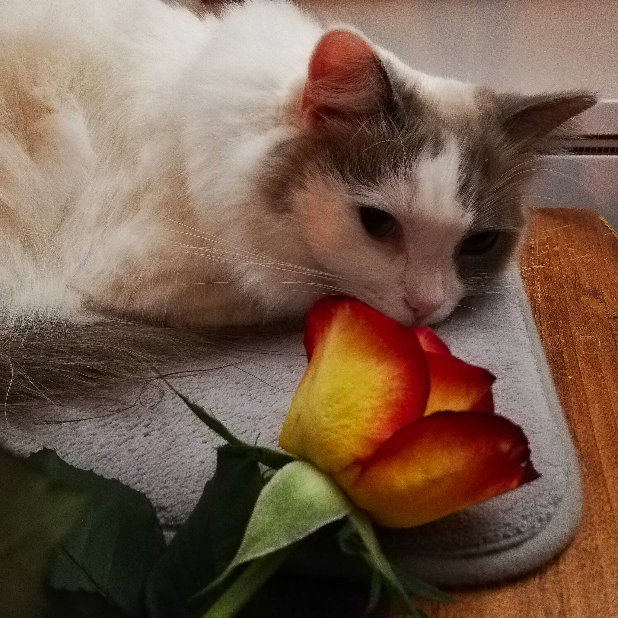 Pastelle a rejoint le concours — aidez-le/la à gagner de superbes lots ! carnivore, cat, claw, domestic_short_haired_cat, felidae, flower, flowering_plant, fur, lily_family, paw, pedicel, petal, plant, rose_family, rose_order, small_to_medium_sized_cats, still_life_photography, tail, whiskers, wood