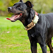 Kinaï participe au concours pour gagner de l'argent avec cette photo : animal, background_blur, black_dog, canine, closeup, collar, daylight, dog, ears, grass, greenery, happy, muzzle, nature, outdoor, pet, playful, standing, tongue, tongue_out