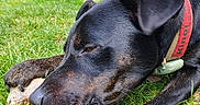Kinaï a rejoint le concours — aidez-le/la à gagner de superbes lots ! animal, black_dog, bone, brindle, canine, chewing, closeup, collar, daylight, dog, ear, fur, garden, grass, greenery, nature, outdoor, paw, pet, snout