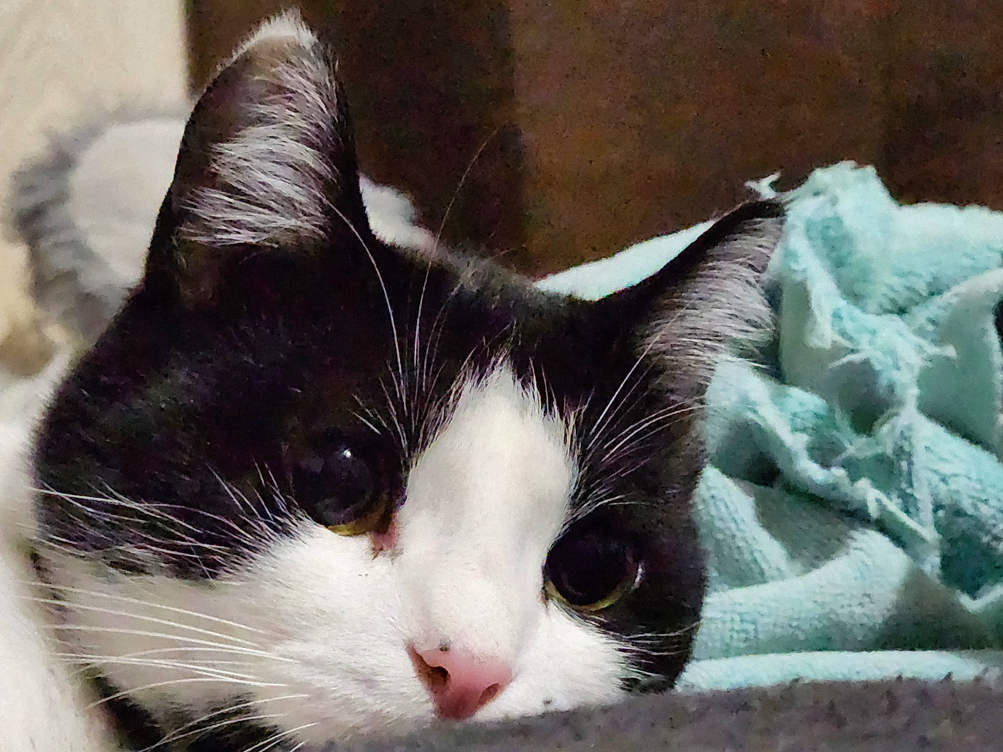 Athena joined the competition — help win amazing prizes! carnivore, cat, claw, comfort, domestic_short_haired_cat, felidae, fur, nap, paw, small_to_medium_sized_cats, snout, tail, tree, whiskers, window