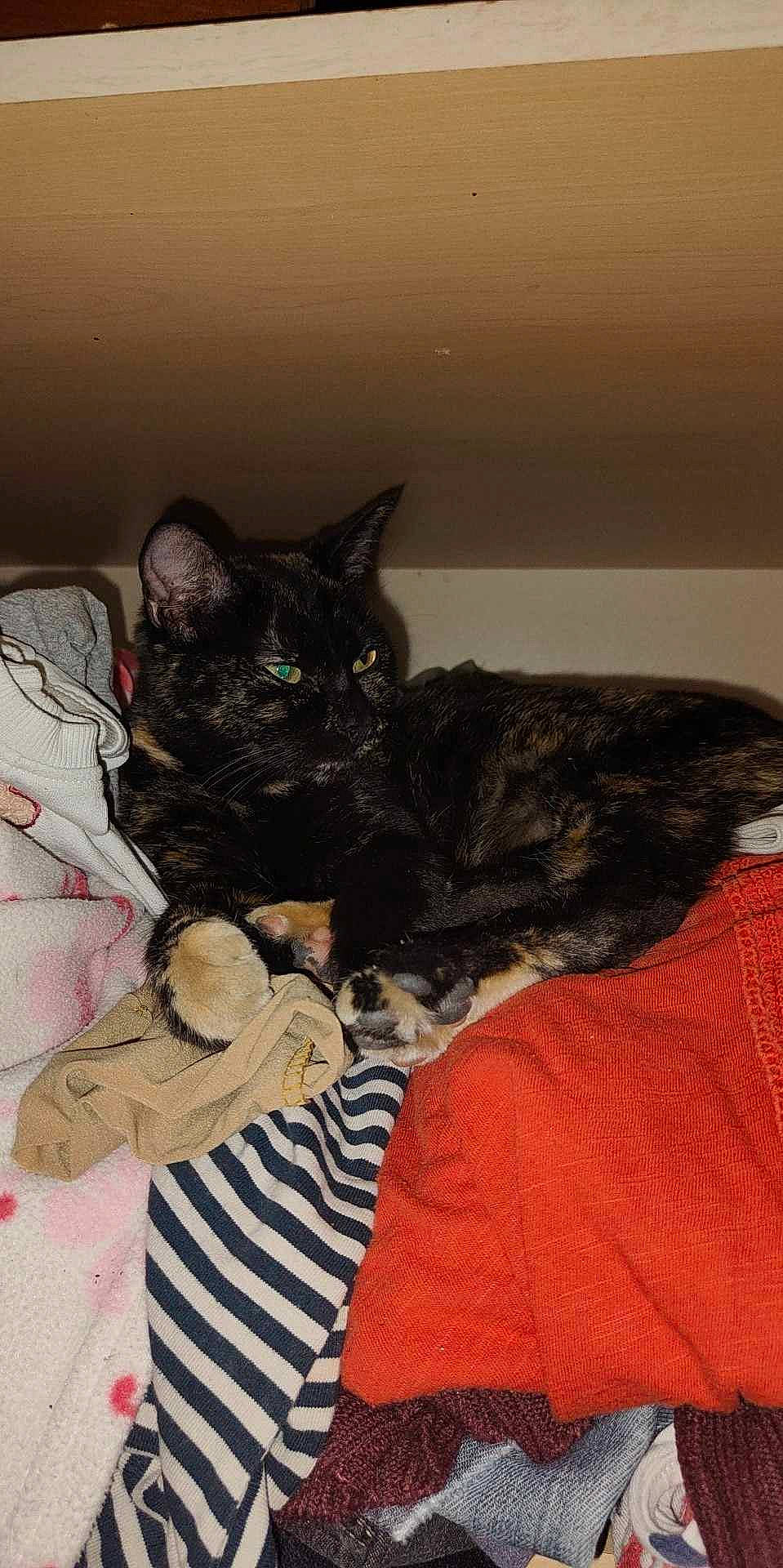 Quiny participe au concours pour gagner de l'argent avec cette photo : black_cat, bombay, canidae, carnivore, cat, claw, comfort, dog_breed, domestic_short_haired_cat, ear, fawn, felidae, fur, nap, paw, sitting, small_to_medium_sized_cats, snout, tail, whiskers