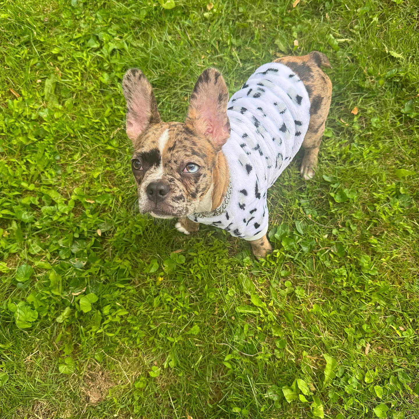 Cookie joined the competition — help win amazing prizes! animal, blue_eye, brindle, brown_eye, canine, curious, cute, dog, ears_up, french_bulldog, grass, heterochromia, nature, outdoor, pet, puppy, standing, sweater, white_clothing, young