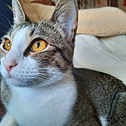 Ally is registered to the contest to win money with this photo: cat, tabby, close_up, indoor, pet, animal, whiskers, fur, eyes, face, cozy, blanket, couch, relaxed, domestic, feline, portrait, looking_away, soft_lighting, home