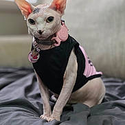 Nzuri joined the competition — help win amazing prizes! sphynx_cat, cat, pet, hairless, black_clothing, pink_accessory, collar, bell, tag, indoor, blanket, bed, sitting, looking_at_camera, closeup, wrinkled_skin, large_ears, animal, cute, portrait