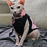 sphynx_cat, cat, pet, hairless, black_clothing, pink_accessory, collar, bell, tag, indoor, blanket, bed, sitting, looking_at_camera, closeup, wrinkled_skin, large_ears, animal, cute, portrait