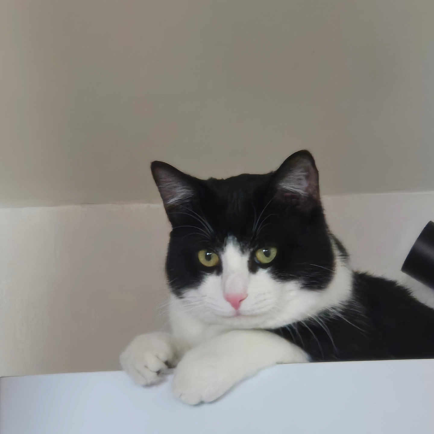 Ory a rejoint le concours — aidez-le/la à gagner de superbes lots ! animal, black_and_white, calm, cat, close_up, curious, cute, domestic, feline, green_eyes, indoor, indoor_lighting, looking, mammal, paws, pet, portrait, resting, whiskers, white_surface