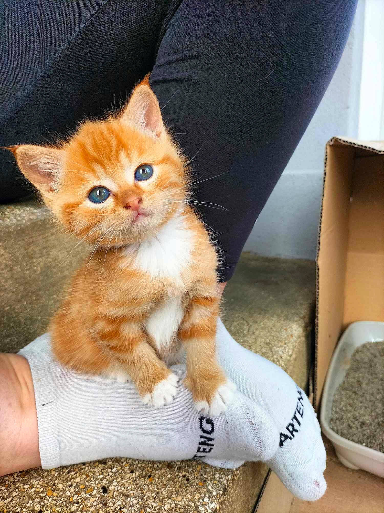 Ulya a rejoint le concours — aidez-le/la à gagner de superbes lots ! box, carnivore, cat, chair, claw, comfort, couch, domestic_short_haired_cat, fawn, felidae, foot, fur, human_leg, paw, small_to_medium_sized_cats, snout, tail, whiskers, window, wood