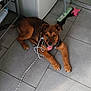 animal, broom, brown_dog, collar, corner, cute, dog, domestic, floor, happy, household, indoor, leash, pet, playful, puppy, resting, tile_floor, tongue_out, toy