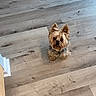 Bruno joined the competition — help win amazing prizes! animal, brown_fur, companion_animal, cute, dog, door, fur, hallway, home, indoors, long_hair, looking_at_camera, pet, pointed_ears, portrait, puppy, sitting, small_dog, wooden_floor, yorkshire_terrier
