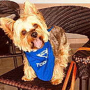 Bruno is registered to the contest to win money with this photo: animal, blue_shirt, chair, clothing, cute, dog, fluffy, furniture, happy, indoor, long_hair, orange_bag, perked_ears, pet, portrait, sitting, small_dog, terrier, tongue_out, wicker