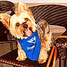 animal, blue_shirt, chair, clothing, cute, dog, fluffy, furniture, happy, indoor, long_hair, orange_bag, perked_ears, pet, portrait, sitting, small_dog, terrier, tongue_out, wicker