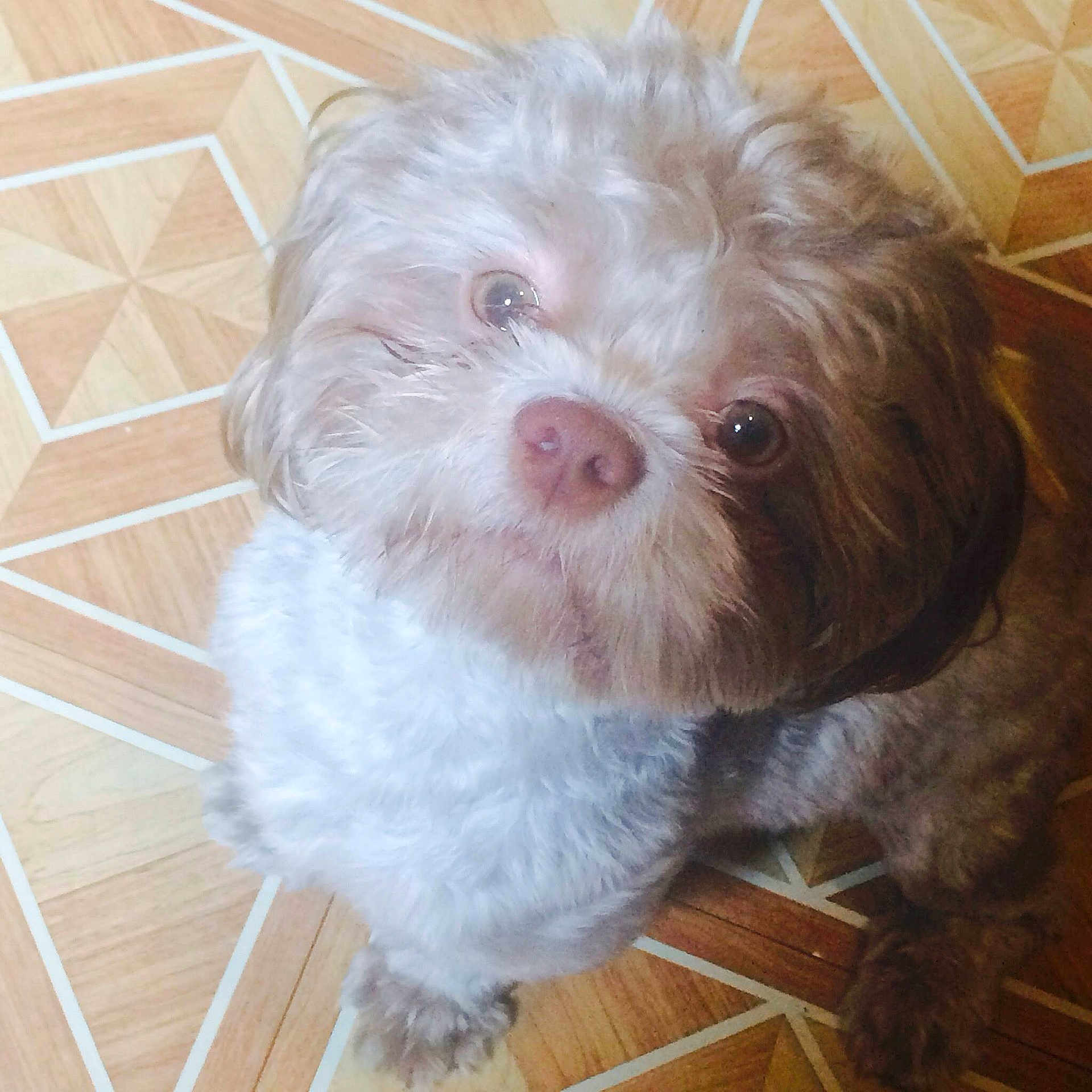Hershey is registered to the contest to win money with this photo: