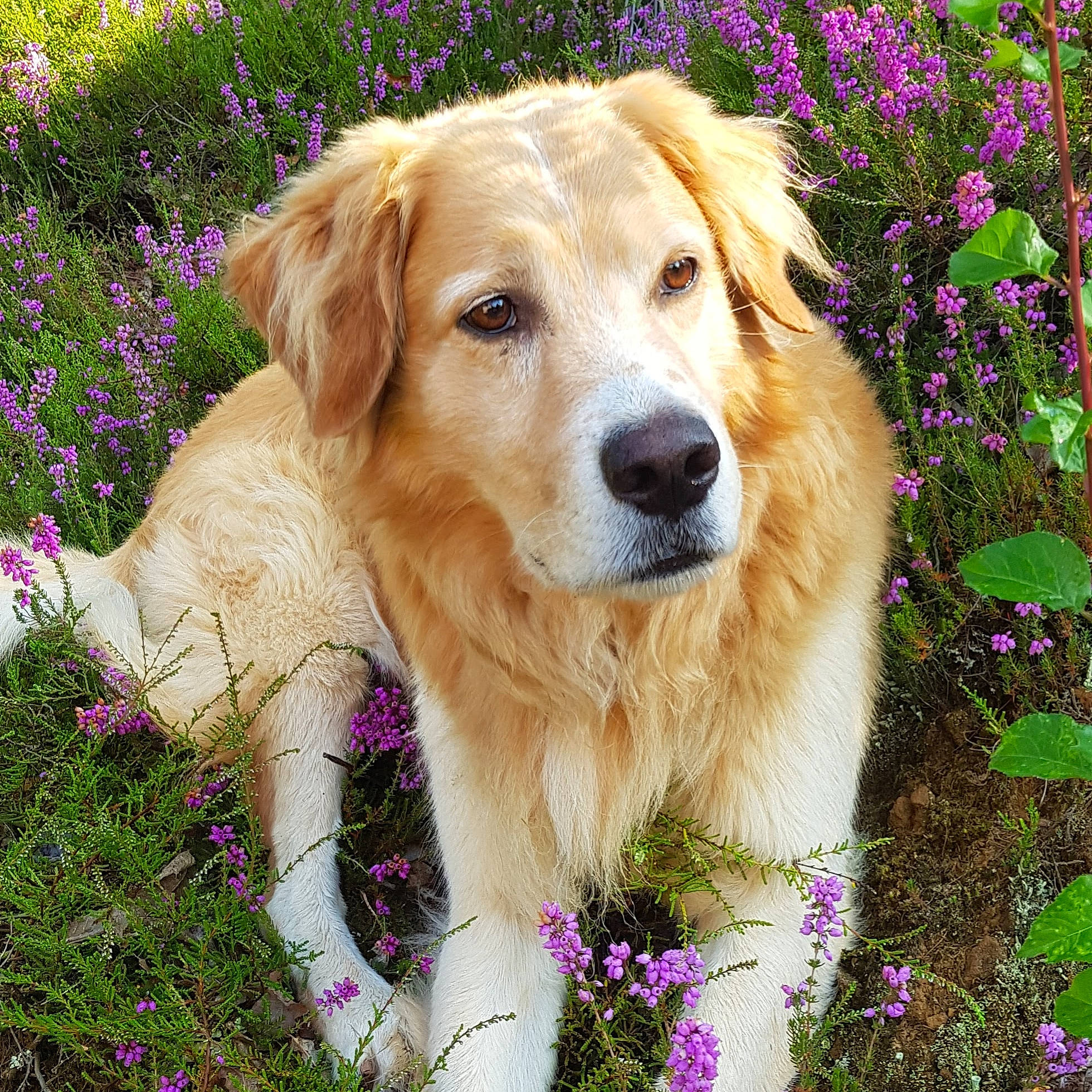 Jock participe au concours pour gagner de l'argent avec cette photo : canidae, carnivore, companion_dog, dog, dog_breed, fawn, flower, fur, golden_retriever, grass, gun_dog, happy, people_in_nature, plant, puppy, retriever, snout, sporting_group, spring, whiskers