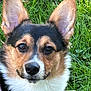 Mila is registered to the contest to win money with this photo: alert, animal, background, canine, close_up, cute, daylight, dog, ears, face, friendly, fur, grass, greenery, nature, outdoor, pet, portrait, smile, tricolor