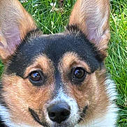 Mila is registered to the contest to win money with this photo: animal, black, brown, canine, close_up, corgi, cute, dog, ears, face, friendly, fur, grass, happy, nature, outdoor, pet, portrait, smile, white