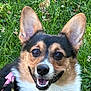 Mila joined the competition — help win amazing prizes! animal, background, canine, closeup, corgi, daylight, dog, ears, face, fur, grass, greenery, happy, leash, nature, outdoor, pet, smiling, summer, tongue