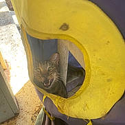 Honeyboy joined the competition — help win amazing prizes! animal, cat, closeup, curious, dirt, ear, fabric_window, feline, green_eyes, meowing, old_fabric, outdoor, pet, rustic, shadow, sunlight, tabby_cat, texture, whiskers, yellow_fabric