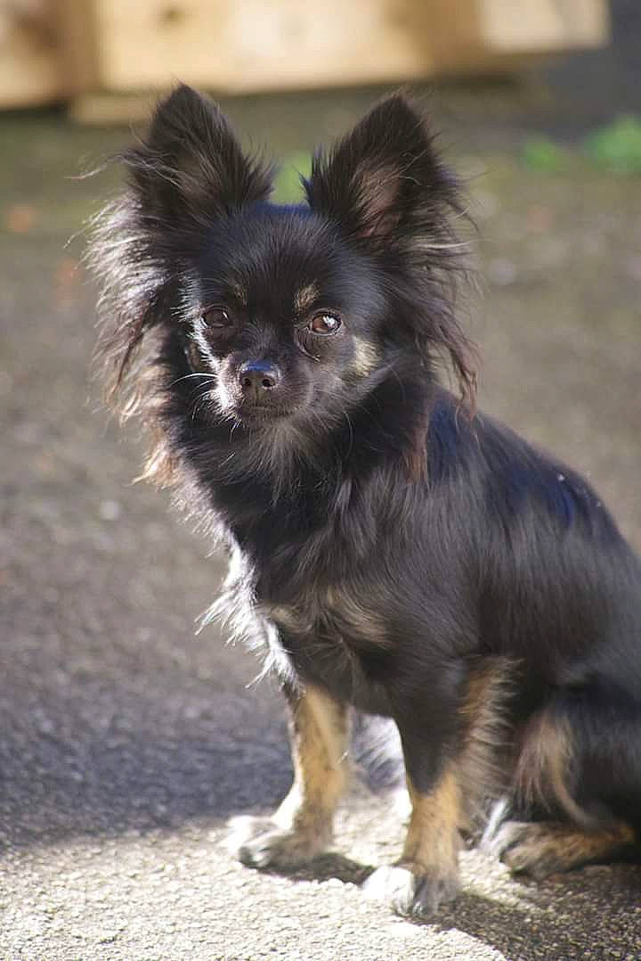 Oana a rejoint le concours — aidez-le/la à gagner de superbes lots ! canidae, carnivore, companion_dog, dog, dog_breed, fawn, fur, german_spitz_klein, grass, liver, puppy, russkiy_toy, snout, sporting_group, tail, terrestrial_animal, toy_dog, whiskers, working_animal, working_dog