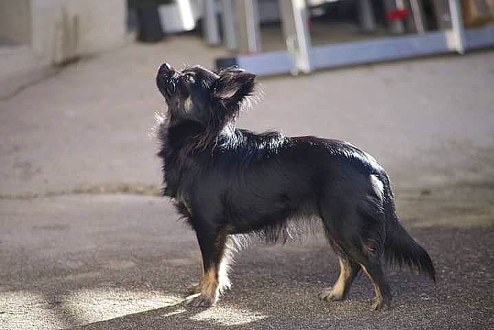 Oana a rejoint le concours — aidez-le/la à gagner de superbes lots ! carnivore, claw, companion_dog, dog, dog_breed, dog_supply, fur, paw, road_surface, small_terrier, tail, terrestrial_animal, terrier, toy_dog, working_animal, working_dog