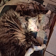 Arial Marie is registered to the contest to win money with this photo: cat, tabby, sleeping, fluffy, fur, blanket, cozy, curled_up, napping, indoor, pet, animal, resting, floor, tiled_floor, whiskers, paws, close_up, domestic_cat, feline