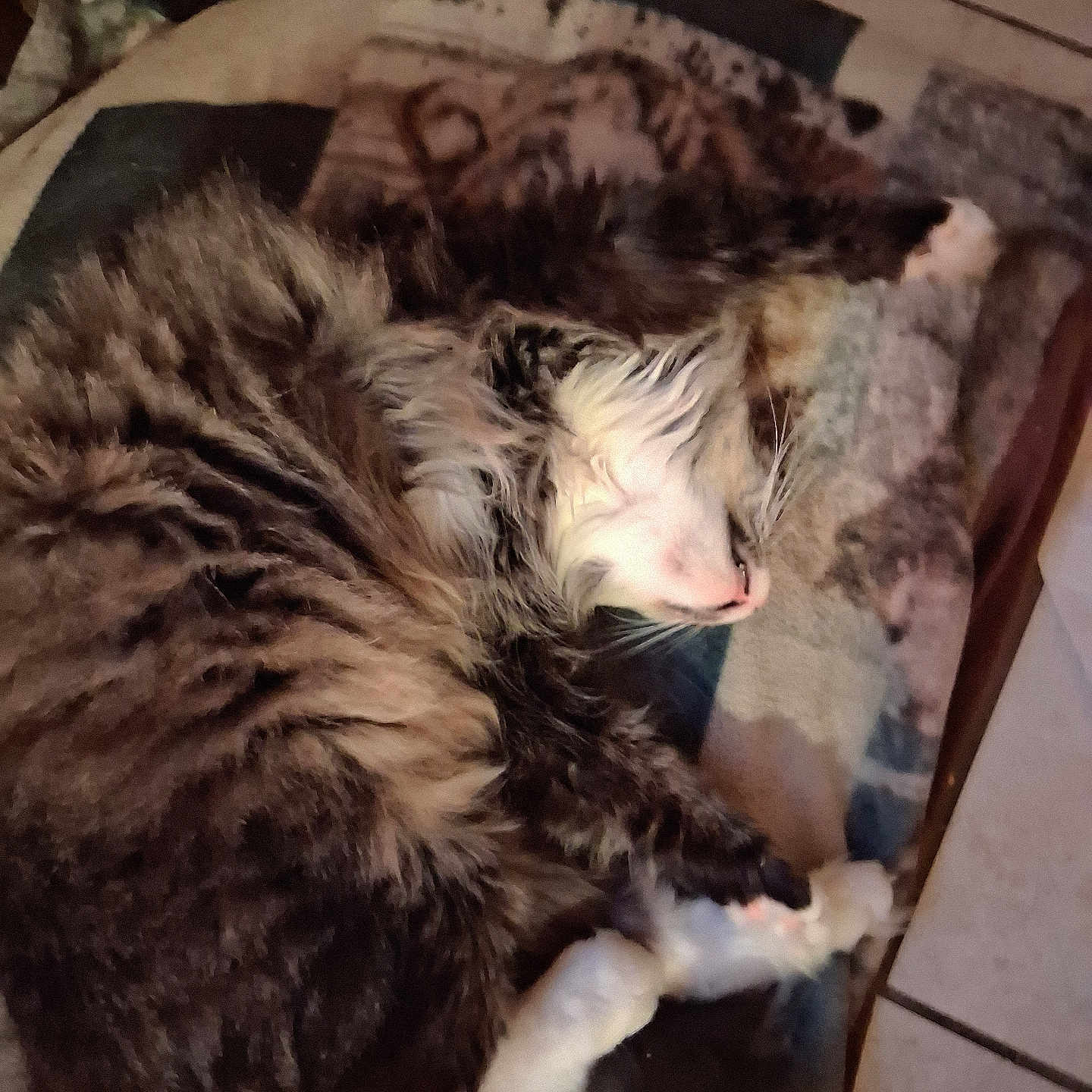 Arial Marie is registered to the contest to win money with this photo: animal, blanket, cat, close_up, cozy, curled_up, domestic_cat, feline, floor, fluffy, fur, indoor, napping, paws, pet, resting, sleeping, tabby, tiled_floor, whiskers