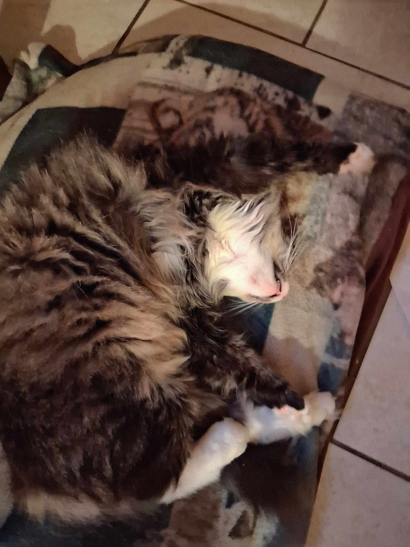 Arial Marie is registered to the contest to win money with this photo: cat, tabby, sleeping, fluffy, fur, blanket, cozy, curled_up, napping, indoor, pet, animal, resting, floor, tiled_floor, whiskers, paws, close_up, domestic_cat, feline
