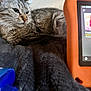 Rolo joined the competition — help win amazing prizes! cat, tabby_cat, pet, animal, indoor, blanket, tablet, electronic_device, orange_case, blue_object, fur, whiskers, face, resting, comfort, cozy, home, wall_art, furniture, closeup