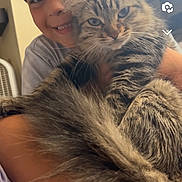 Rolo is registered to the contest to win money with this photo: child, cat, tabby_cat, smiling, indoor, holding, fluffy, face, portrait, cute, happy, young, pet, animal, feline, cozy, window, curtain, hair, skin