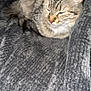 Rolo joined the competition — help win amazing prizes! cat, tabby, sleeping, fur, pet, indoor, cozy, blanket, gray, cute, whiskers, animal, relaxed, feline, closeup, soft, resting, domestic_cat, quiet, peaceful