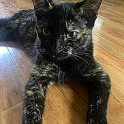 Kitty joined the competition — help win amazing prizes! cat, tortoiseshell, pet, animal, feline, close_up, floor, wooden_floor, indoor, laying_down, fur, whiskers, ears, eyes, domestic_animal, mammal, cute, relaxed, portrait, home