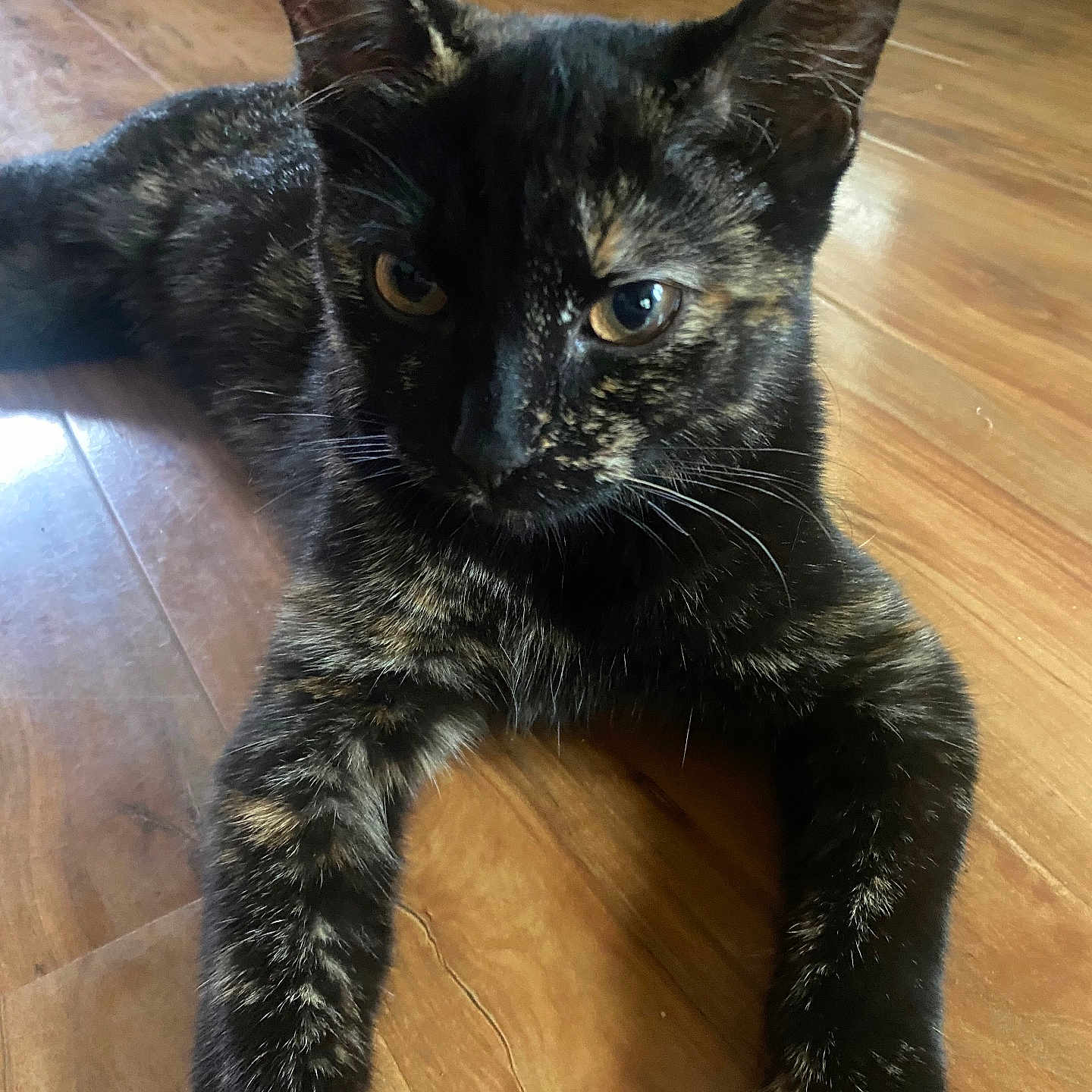 Kitty joined the competition — help win amazing prizes! animal, cat, close_up, cute, domestic_animal, ears, eyes, feline, floor, fur, home, indoor, laying_down, mammal, pet, portrait, relaxed, tortoiseshell, whiskers, wooden_floor