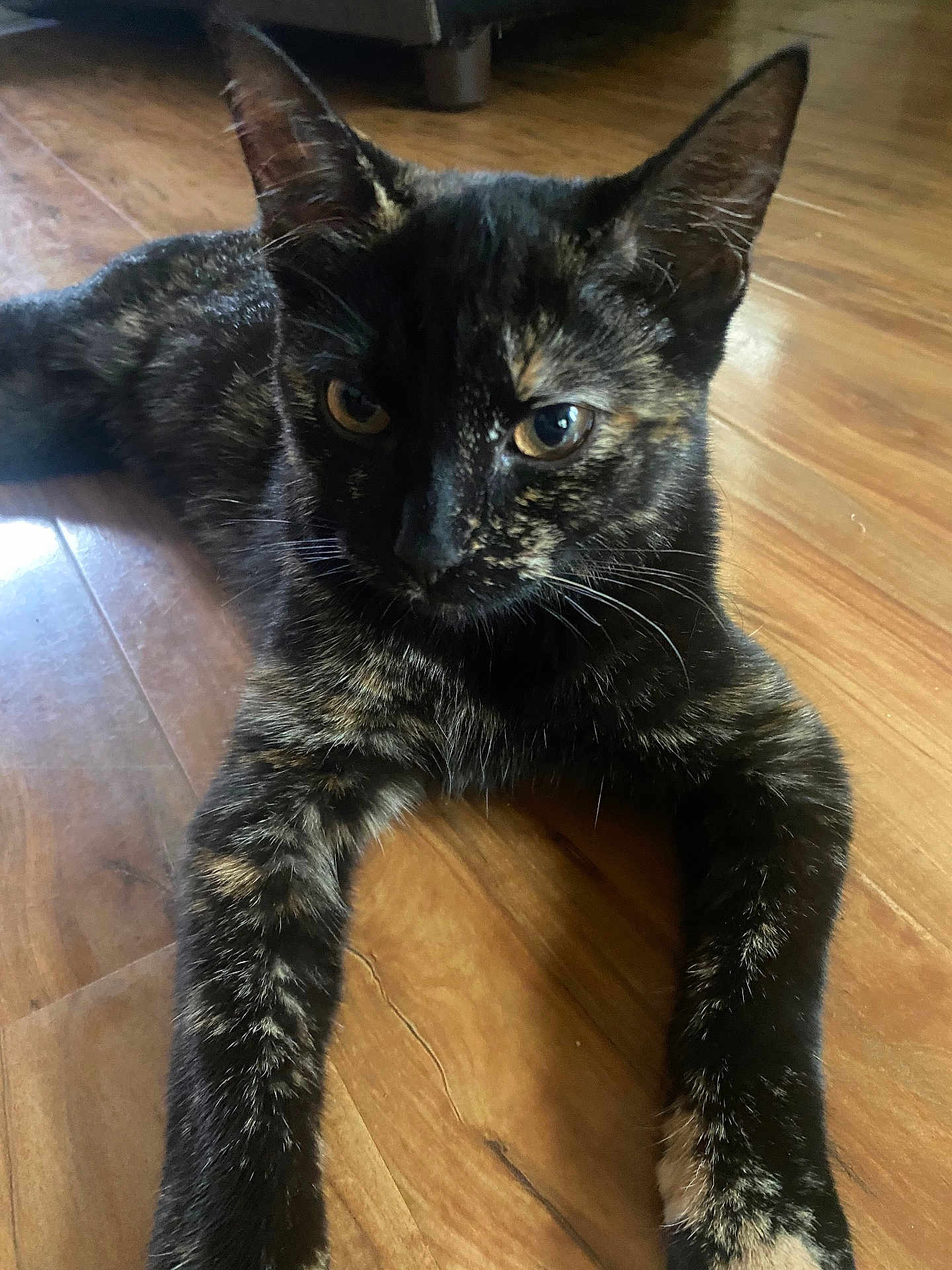 Kitty joined the competition — help win amazing prizes! cat, tortoiseshell, pet, animal, feline, close_up, floor, wooden_floor, indoor, laying_down, fur, whiskers, ears, eyes, domestic_animal, mammal, cute, relaxed, portrait, home