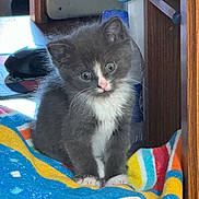 Peanut is registered to the contest to win money with this photo: kitten, cat, gray, white, fur, pet, cute, curious, blanket, colorful, indoor, furniture, wood, domestic, animal, small, young, whiskers, paws, sitting