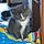 Peanut