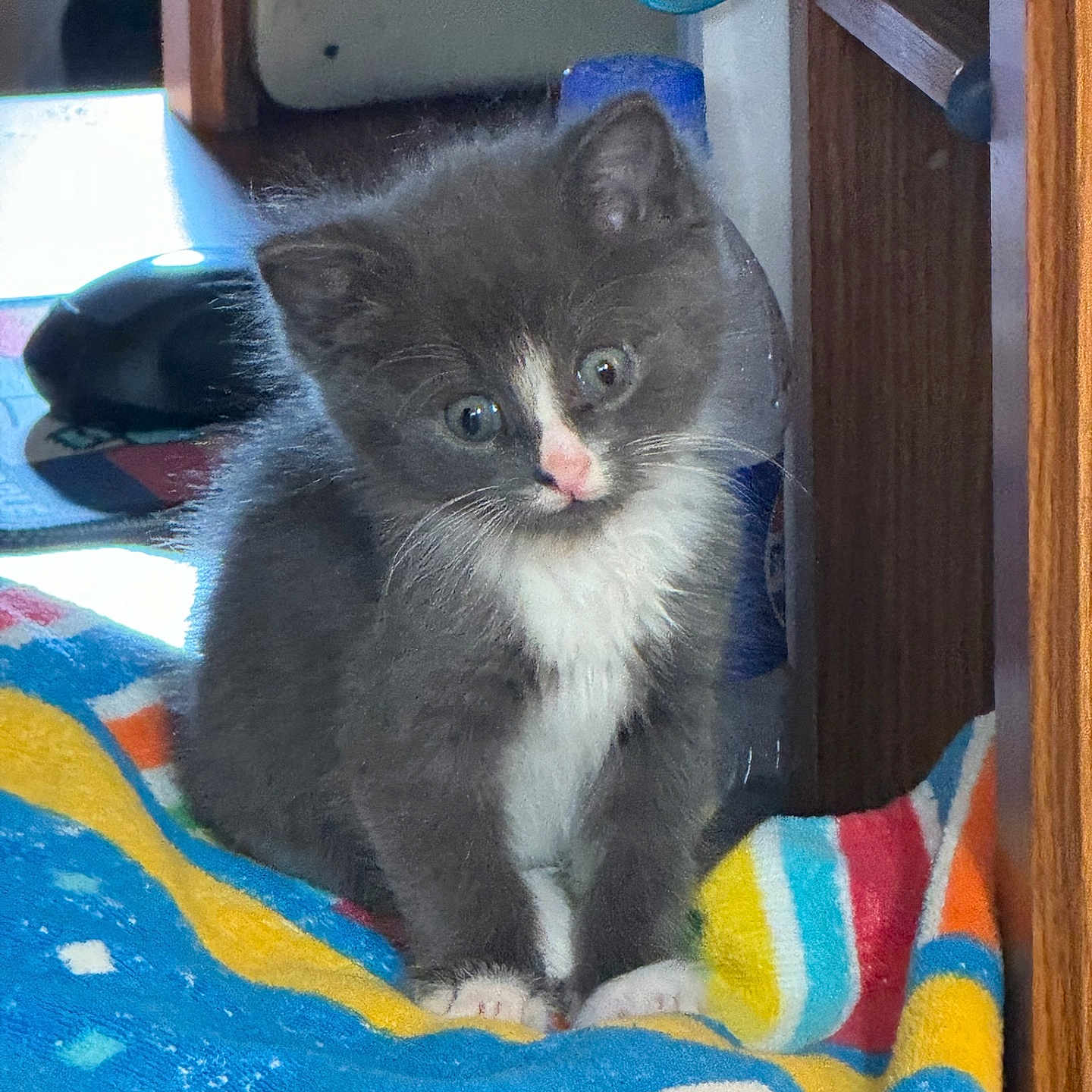 Peanut is registered to the contest to win money with this photo: animal, blanket, cat, colorful, curious, cute, domestic, fur, furniture, gray, indoor, kitten, paws, pet, sitting, small, whiskers, white, wood, young