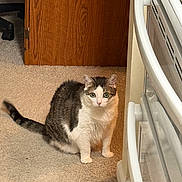 Molly joined the competition — help win amazing prizes! cat, indoor, carpet, wooden_cabinet, oven, white, curious, green_eyes, pet, animal, feline, fur, tail, floor, home, domestic, looking, sitting, close_up, household