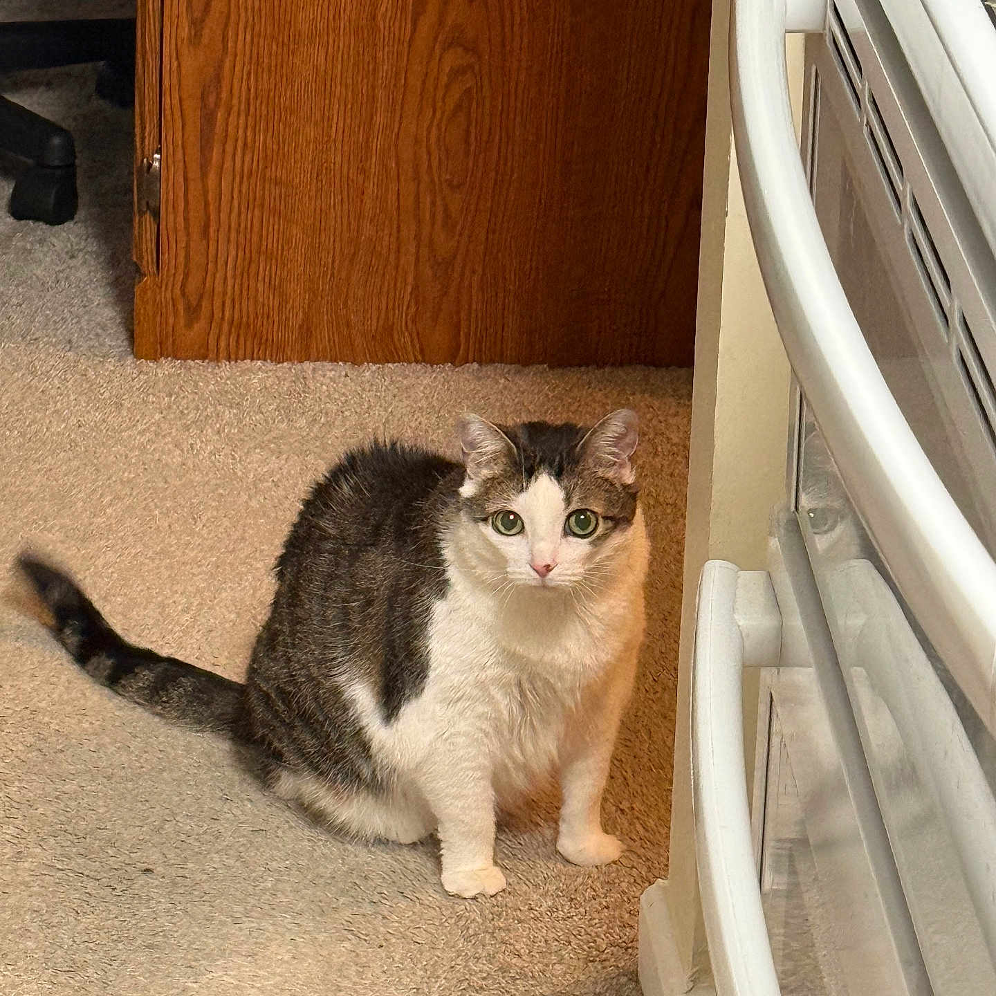 Molly joined the competition — help win amazing prizes! animal, carpet, cat, close_up, curious, domestic, feline, floor, fur, green_eyes, home, household, indoor, looking, oven, pet, sitting, tail, white, wooden_cabinet