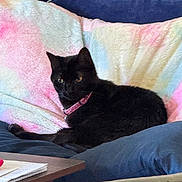 Bella joined the competition — help win amazing prizes! black_cat, cat, pet, collar, indoor, couch, blanket, pastel_colors, furniture, relaxed, animal, domestic_cat, feline, cozy, resting, pink_collar, soft_texture, living_room, household, comfort