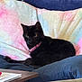 black_cat, cat, pet, collar, indoor, couch, blanket, pastel_colors, furniture, relaxed, animal, domestic_cat, feline, cozy, resting, pink_collar, soft_texture, living_room, household, comfort