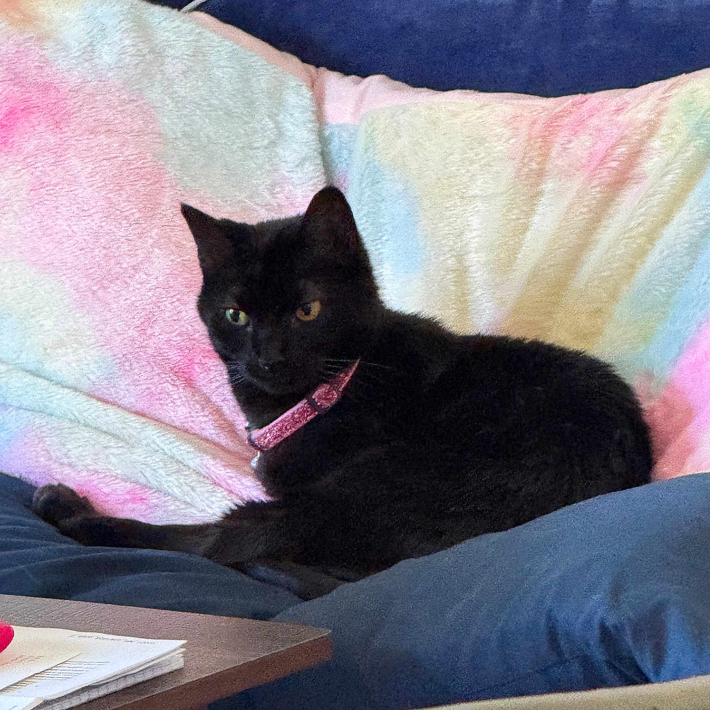 Bella joined the competition — help win amazing prizes! animal, black_cat, blanket, cat, collar, comfort, couch, cozy, domestic_cat, feline, furniture, household, indoor, living_room, pastel_colors, pet, pink_collar, relaxed, resting, soft_texture