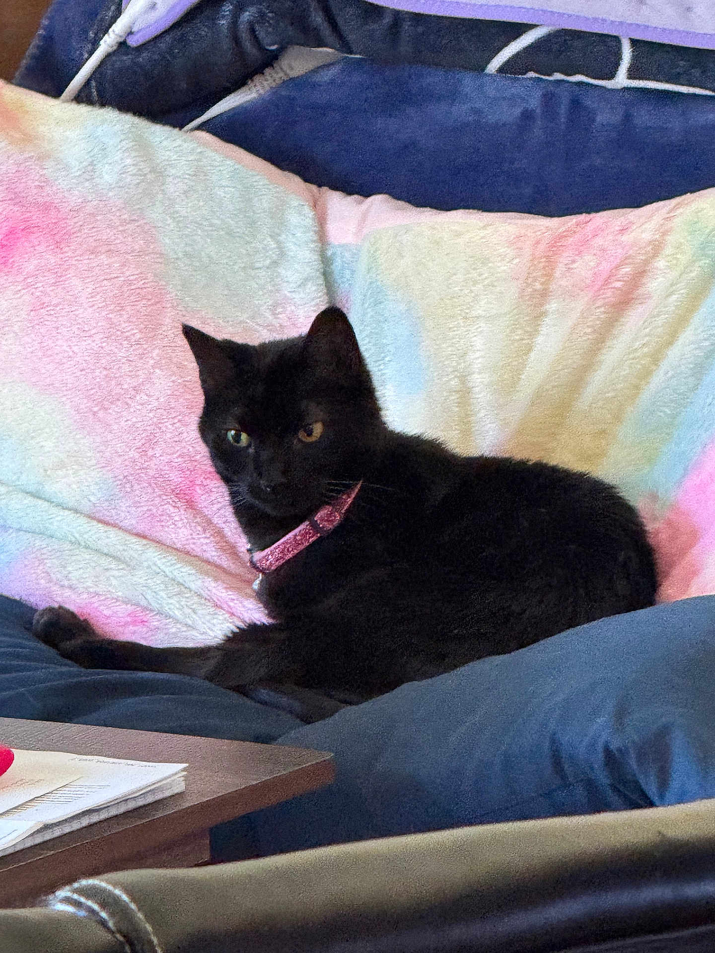 Bella