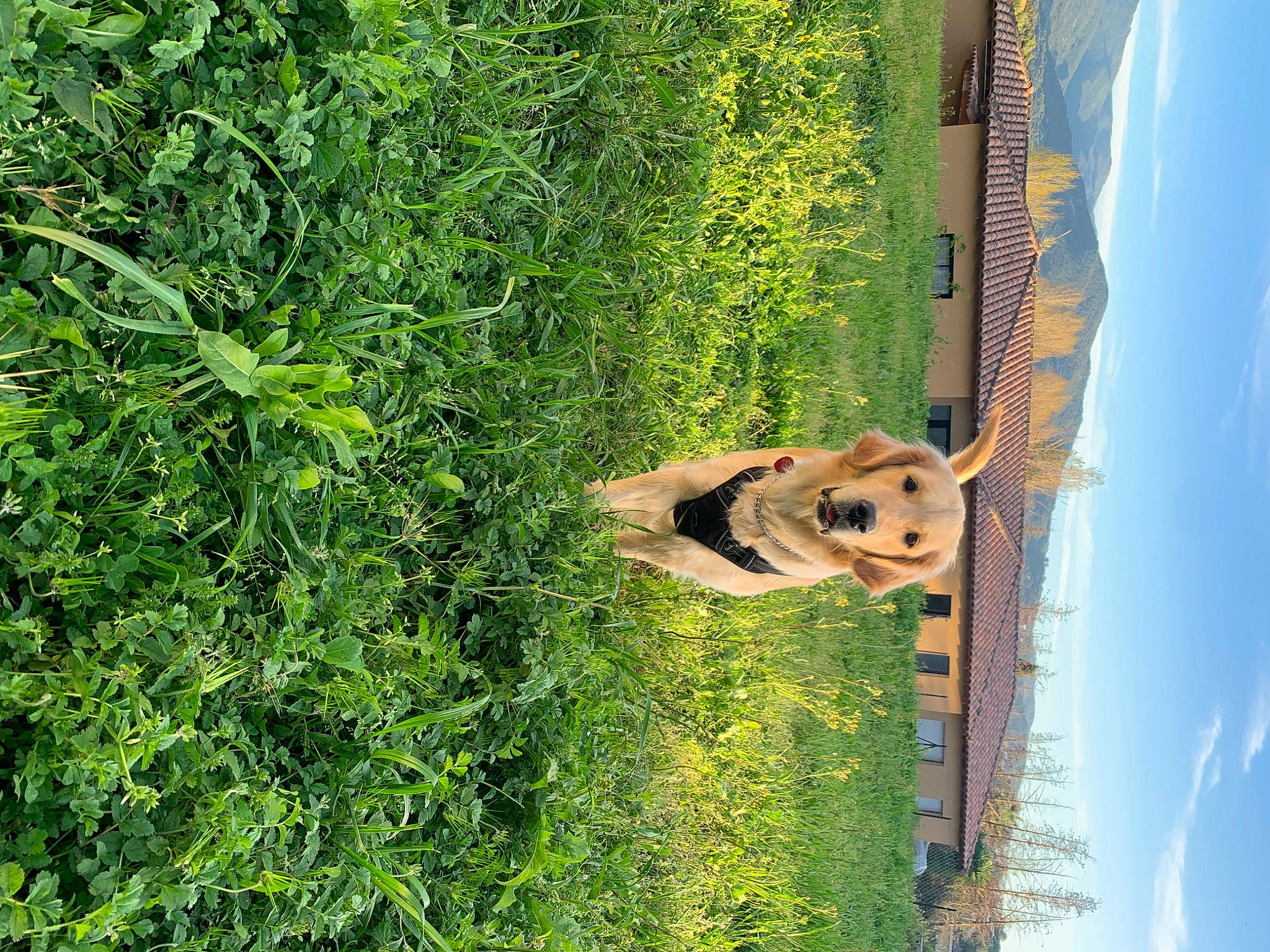 Una a rejoint le concours — aidez-le/la à gagner de superbes lots ! biome, cloud, evergreen, grass, grass_family, grassland, groundcover, herb, landscape, leaf, plant, plant_stem, shrub, sky, soil, tree, trunk, vegetation, wildlife, wood