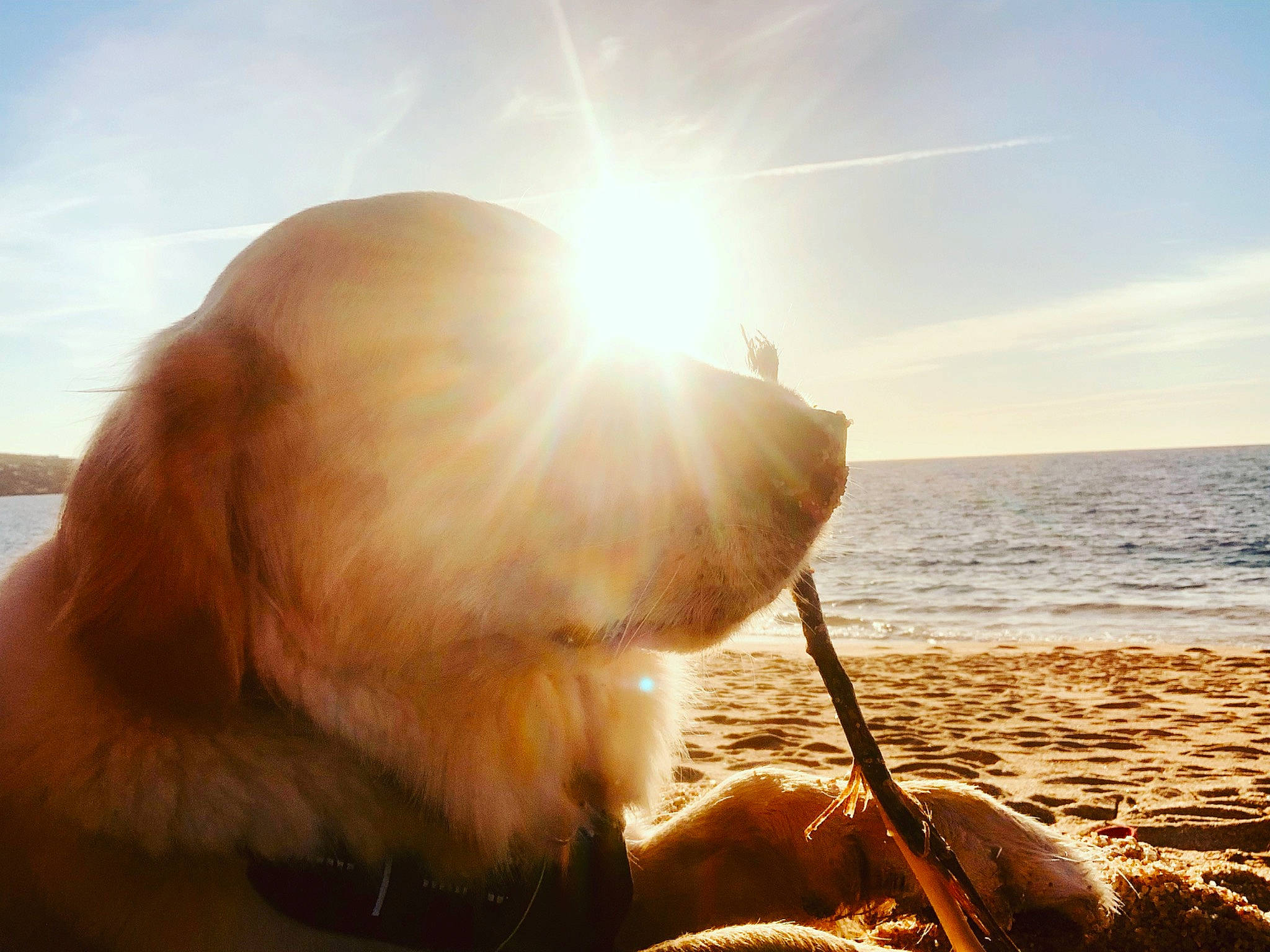 Una a rejoint le concours — aidez-le/la à gagner de superbes lots ! astronomical_object, beach, carnivore, cloud, companion_dog, dog, fawn, happy, heat, horizon, human_leg, lens_flare, people_in_nature, sky, sporting_group, sunlight, sunrise, sunset, water, wood