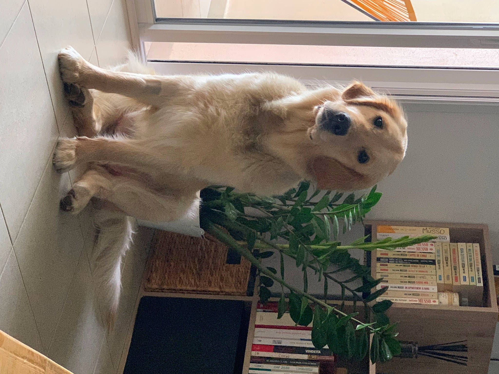 Una a rejoint le concours — aidez-le/la à gagner de superbes lots ! art, bear, canidae, carnivore, companion_dog, dog, dog_breed, fawn, felidae, fur, jaw, plant, room, small_to_medium_sized_cats, snout, sporting_group, tail, terrestrial_animal, whiskers, window