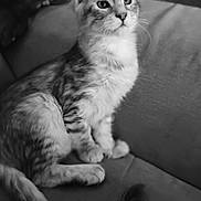 Yeimy participe au concours pour gagner de l'argent avec cette photo : abyssinian, angora, animal, architecture, building, canine, cat, chair, couch, cushion, dog, furniture, homedecor, indoors, kitten, livingroom, manx, pet, room, siamese