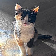 Akira joined the competition — help win amazing prizes! kitten, calico, cat, pet, animal, floor, wooden_floor, indoor, light, shadow, rainbow, reflection, curious, cute, feline, whiskers, ears, small, adorable, young